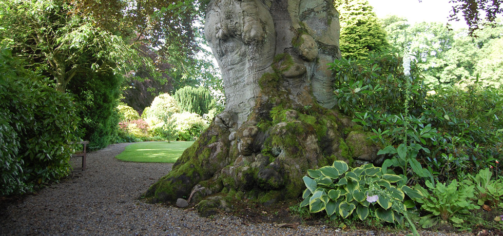 Copper Beech planted 1604...age 408