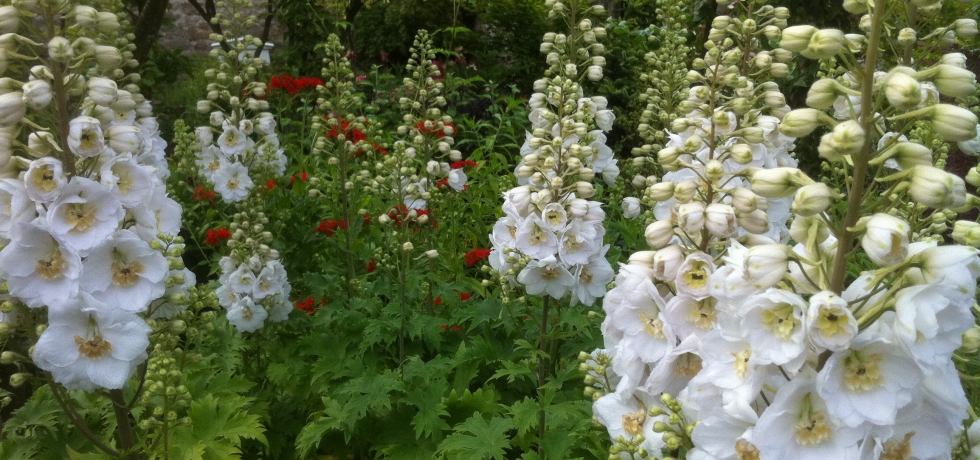 Delphiniums