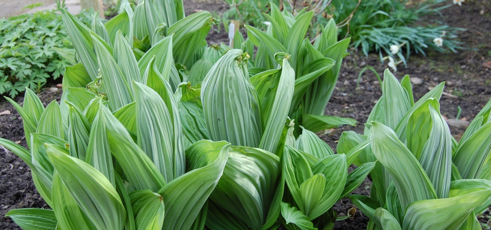The pleated leaves of Veratrum album