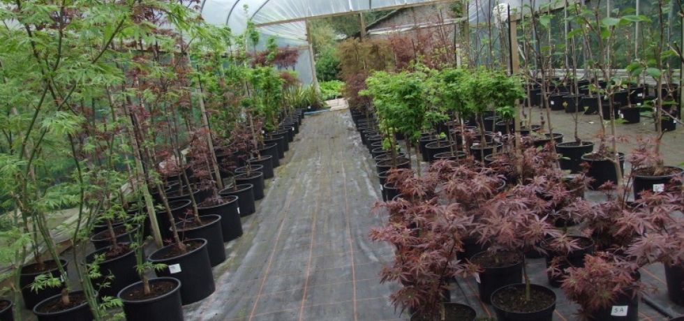 Japanese maples growing on