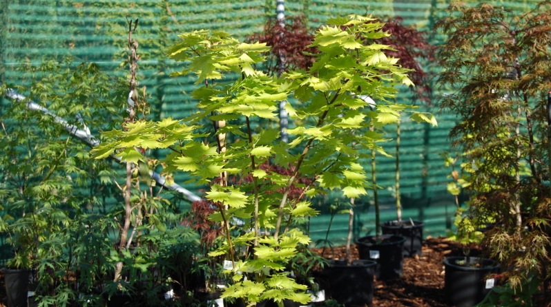 Acer shirasawanum Aureum...The Full Moon Maple
