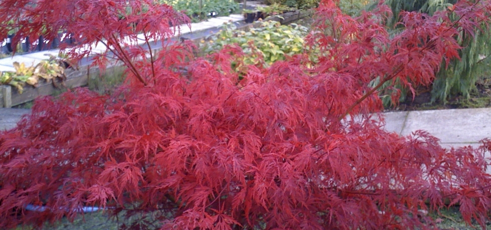 Acer palmatum Seiryu