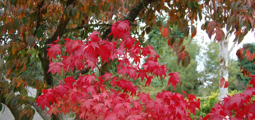 Acer Osakazuki, Prunus Kanzan, and Betula jacquemontii