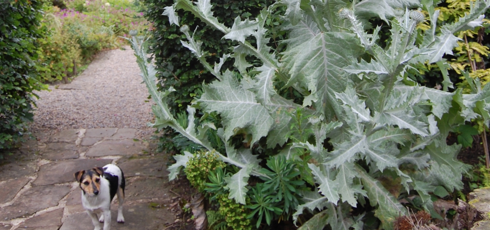 Finn (Jack Russell) looking at Onopordum (Scotch thistle)