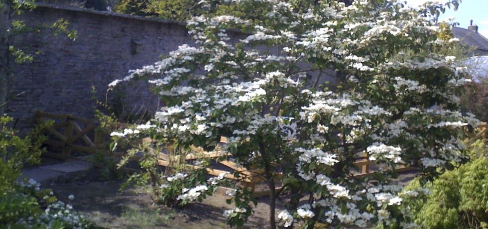 Viburnum plicatum by stream and bee hives