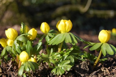 Winter aconites at Eggleston Hall Gardens