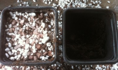 Pot (left) prepared and ready for sowing of small primula seed.