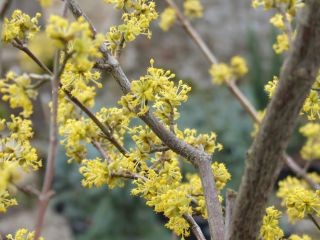 Cornus mas; The Cornelian Cherry