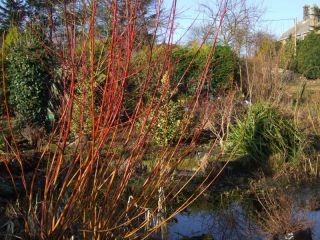 Salix alba Britzensis