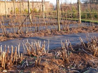 Raspberries in February at Eggleston Hall Gardens