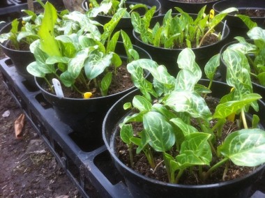 Arum seedlings at Plantsmans Corner