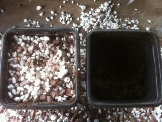 Right pot 3cms from top (compost); Left pot 1cm from top (topping).