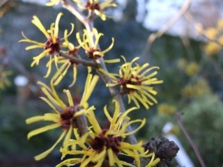 Hamamelis mollis