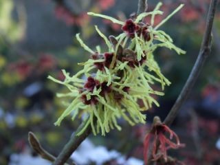 Hamamelis mollis 