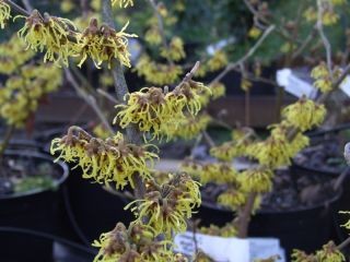 Hamamelis x intermedia 