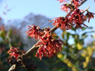 Hamamelis x intermedia 