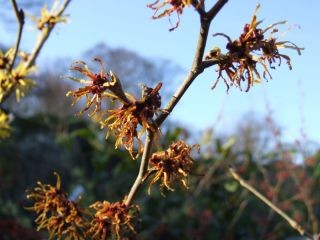 Hamamelis x intermedia 