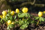 Winter aconites...by Roy Long