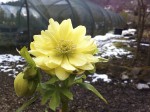 One in a 234....A lovely double yellow Hellebore