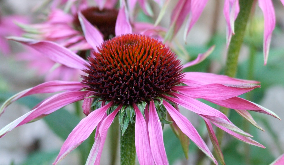 The Nursery Garden of the North