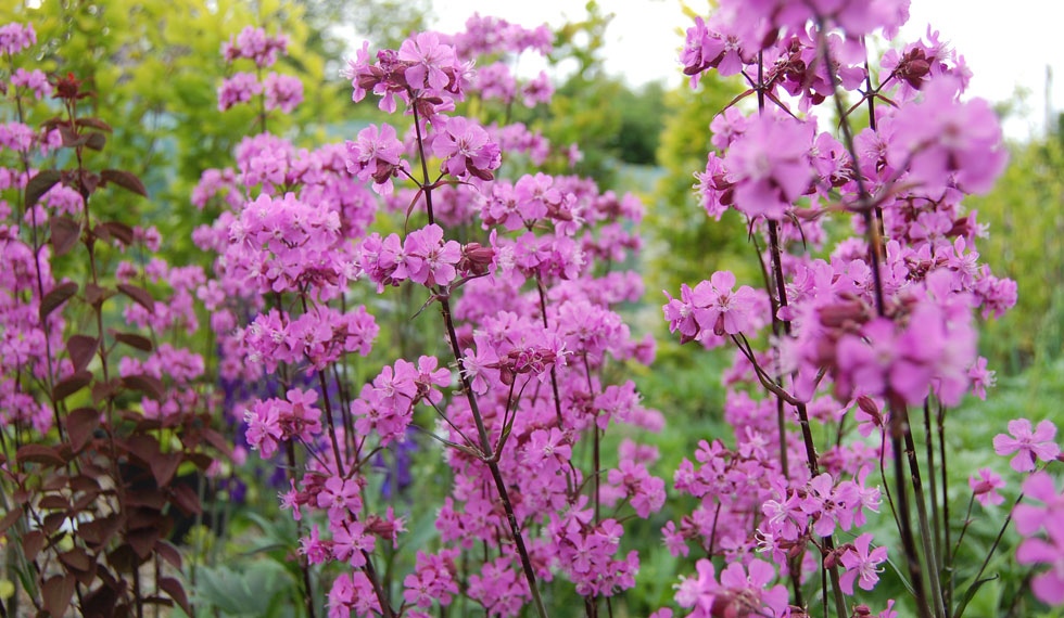 The Best Nursery Garden in the North