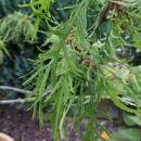 Quercus robur 'Fillicifolia' The 'Split-leafed Oak'