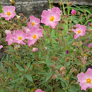 Cistus 'sunset'