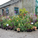 Eggleston Hall Gardens...Shop display