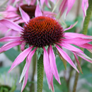 Echinacea purpurea; Purple coneflower