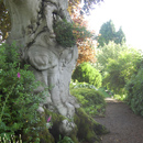 Copper Beech; 408 years old.