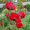 Papaver orientalis; Beauty of Livermere