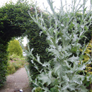 Onopordum acanthium; Scotch Thistle...& Finn