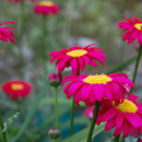 Tanacetum 'Robinsons Red'....previously Pyrethrum.