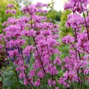 Lychnis viscaria (catchfly)