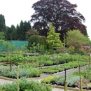 Eggleston Hall Gardens; Perennial sales beds