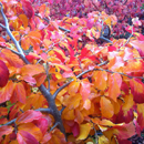 Parrotia persica; Ironwood