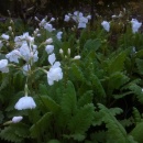 Primula 'Snowdrop'