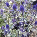 Eryngium x tripartitum Jade Frost