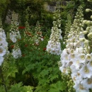 Delphinium Olive Poppleton