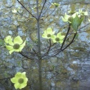 Cornus 'Portlemouth'