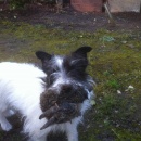 A proud working dog...cute yet effective.