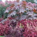 Border at  The Savill Gardens 1