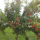 Crab Apple...Vieches Scarlet