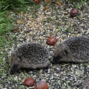 Two young hedgehogs...each the size on a computer mouse