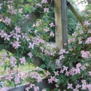 Clematis montana Broughton Star