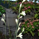 Gladiolus tristis & Cornus Satomi