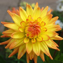 Dahlia Lady Darlene