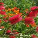 Callistemon Crimson Tail