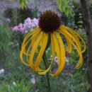 Echinacea paradoxa