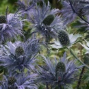 Eryngium alpinum